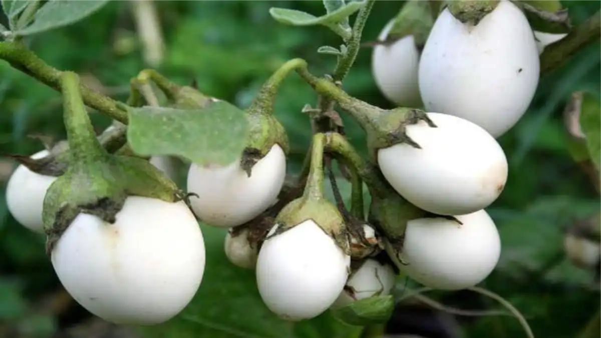 Planta ovo, um pé de ovo ornamental, no blog Conversa Pronta.