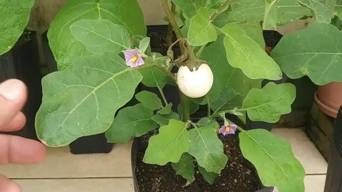 Planta ovo, um pé de ovo ornamental, dicas no blog Conversa Pronta. Confira aqui.