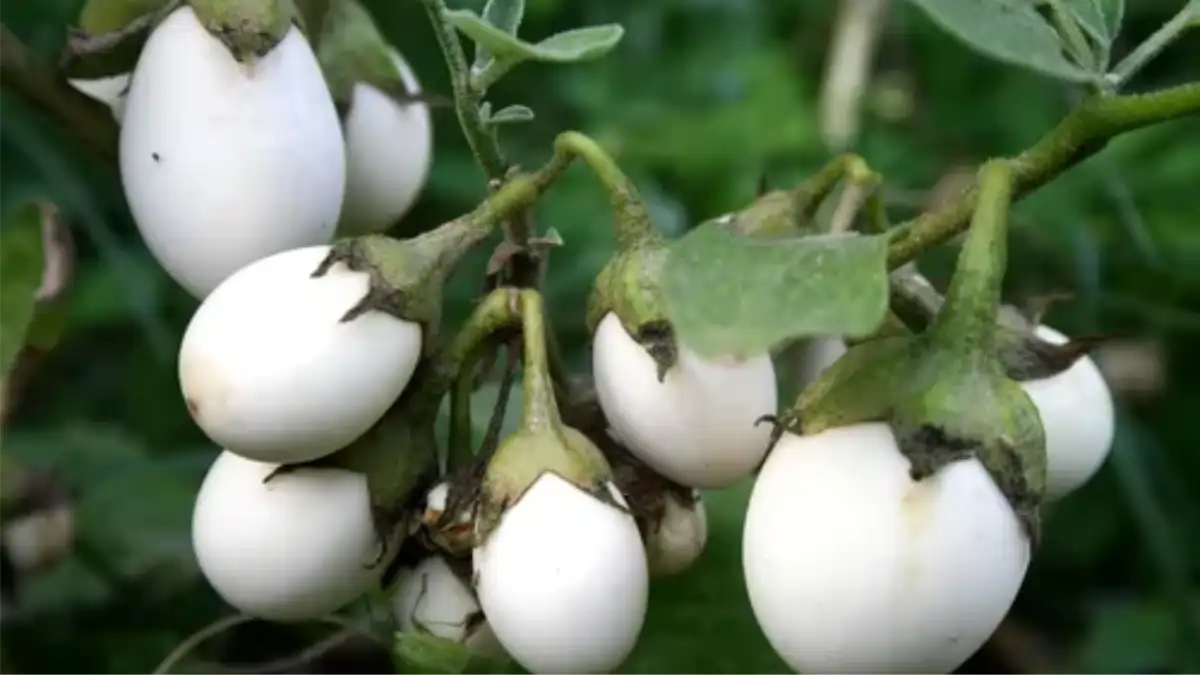 Planta ovo, um pé de ovo ornamental, dicas no blog Conversa Pronta.