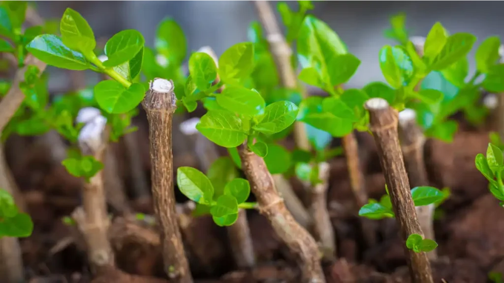 As 10 plantas de alto lucro estão no blog Conversa Pronta.