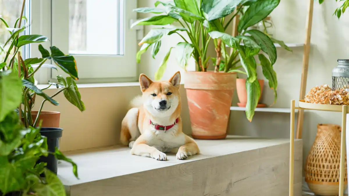 Plantas e Pets, as dicas estão no blog Conversa Pronta. Confira agora.
