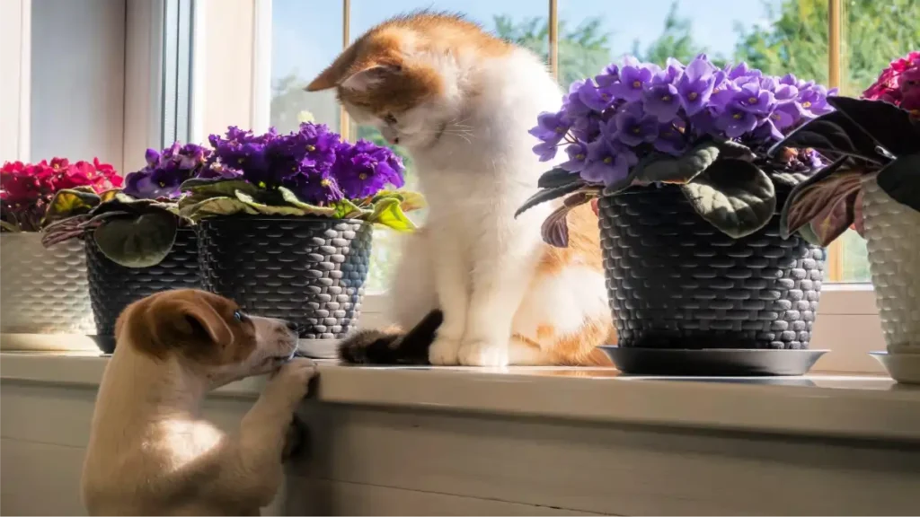 Plantas e Pets estão no blog Conversa Pronta.