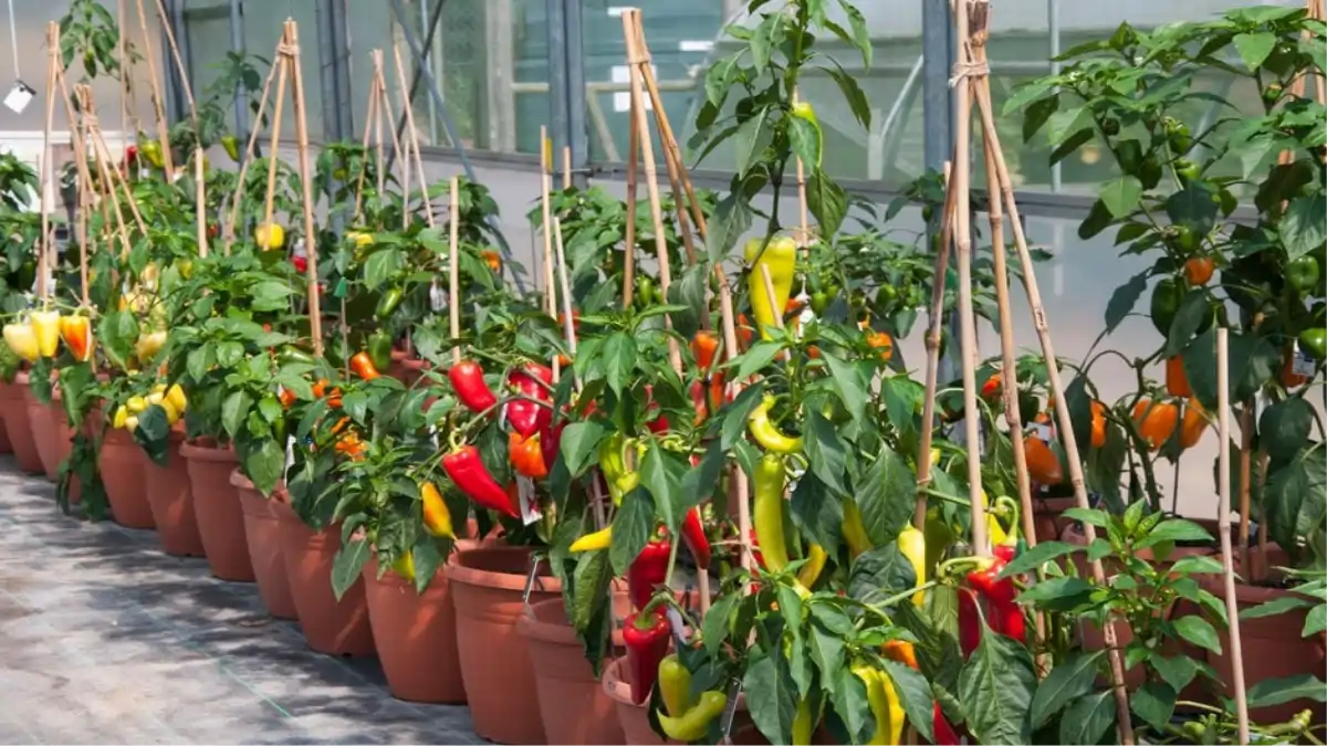 Tudo sobre Como plantar pimenta em vasos. Um passo a passo completo e dicas no blog Conversa Pronta.