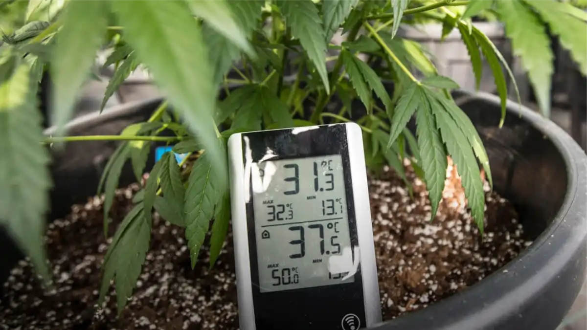 Termo-higrômetro usado em vasos de orquídeas. Blog Conversa pronta.