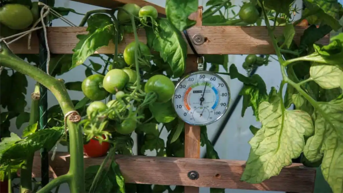 Termo-higrômetro usado em vasos e canteiros. Blog Conversa pronta.