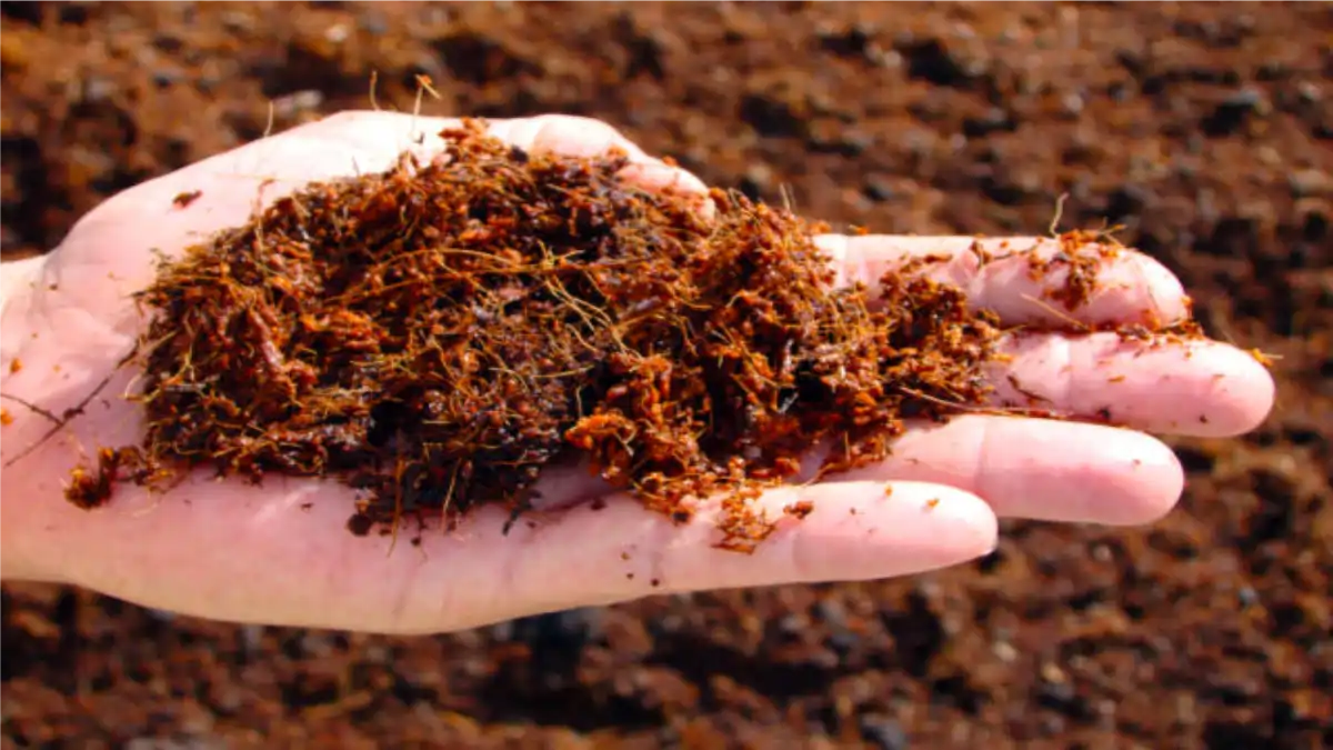 Terra para mudas. As diferenças estão no blog conversa pronta. Confira!