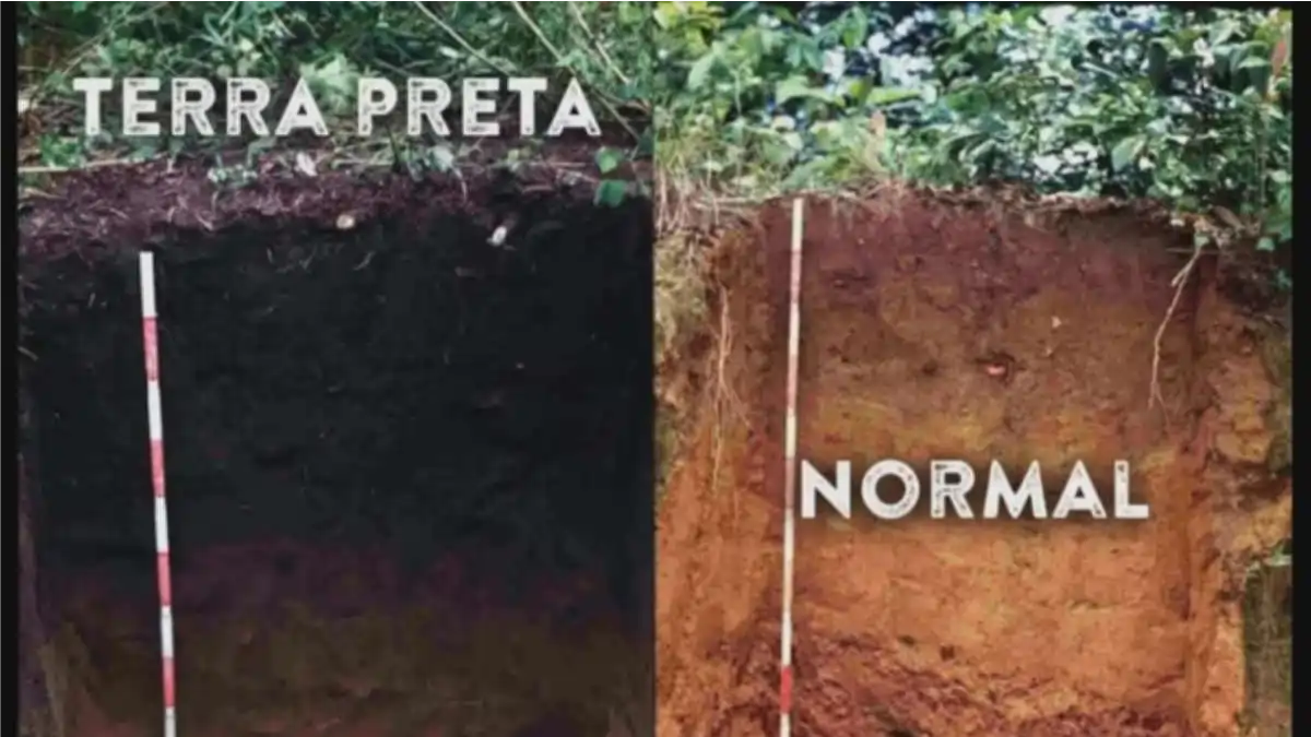 Terra para mudas. As diferenças estão no blog conversa pronta.