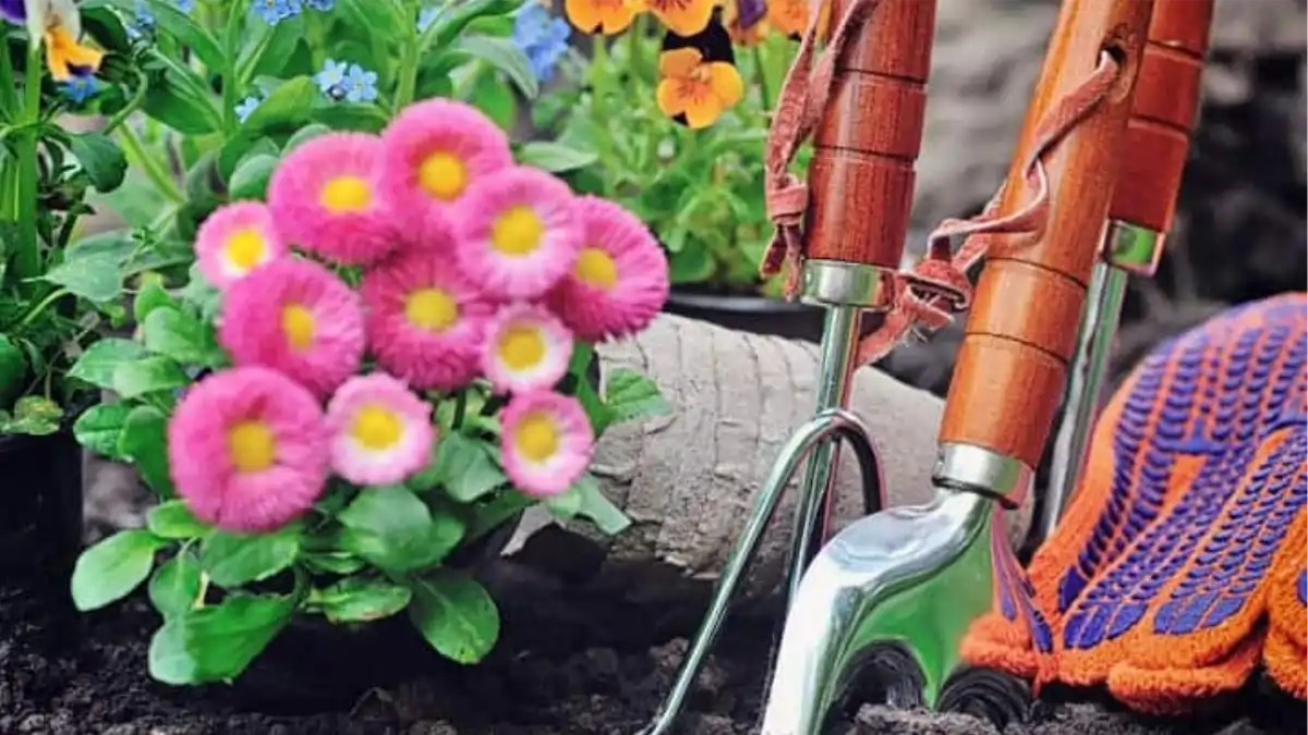 Terra para mudas. As diferenças de adubação estão no blog conversa pronta. Confira aqui!