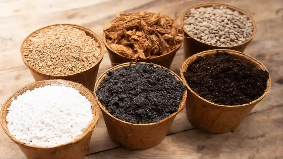 Terra para plantar mudas, qual a melhor. Veja dicas no blog Conversa Pronta.