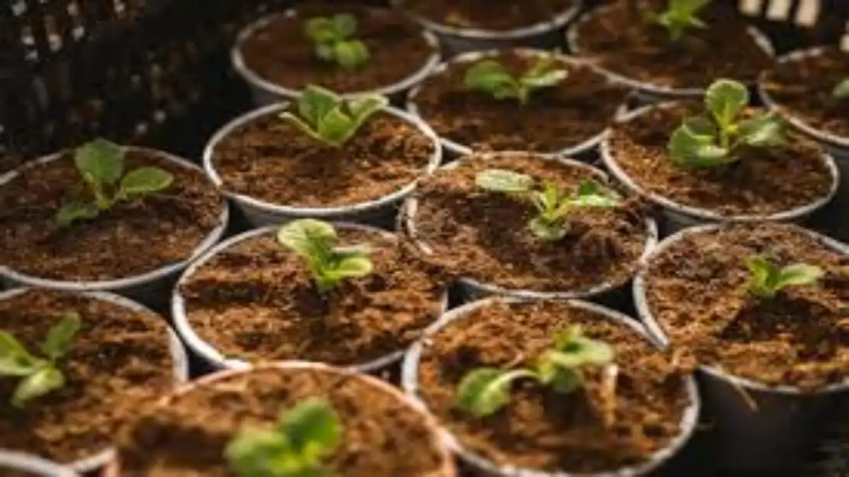 Terra para plantar mudas, qual a melhor. Veja dicas e passo a passo no blog Conversa Pronta.