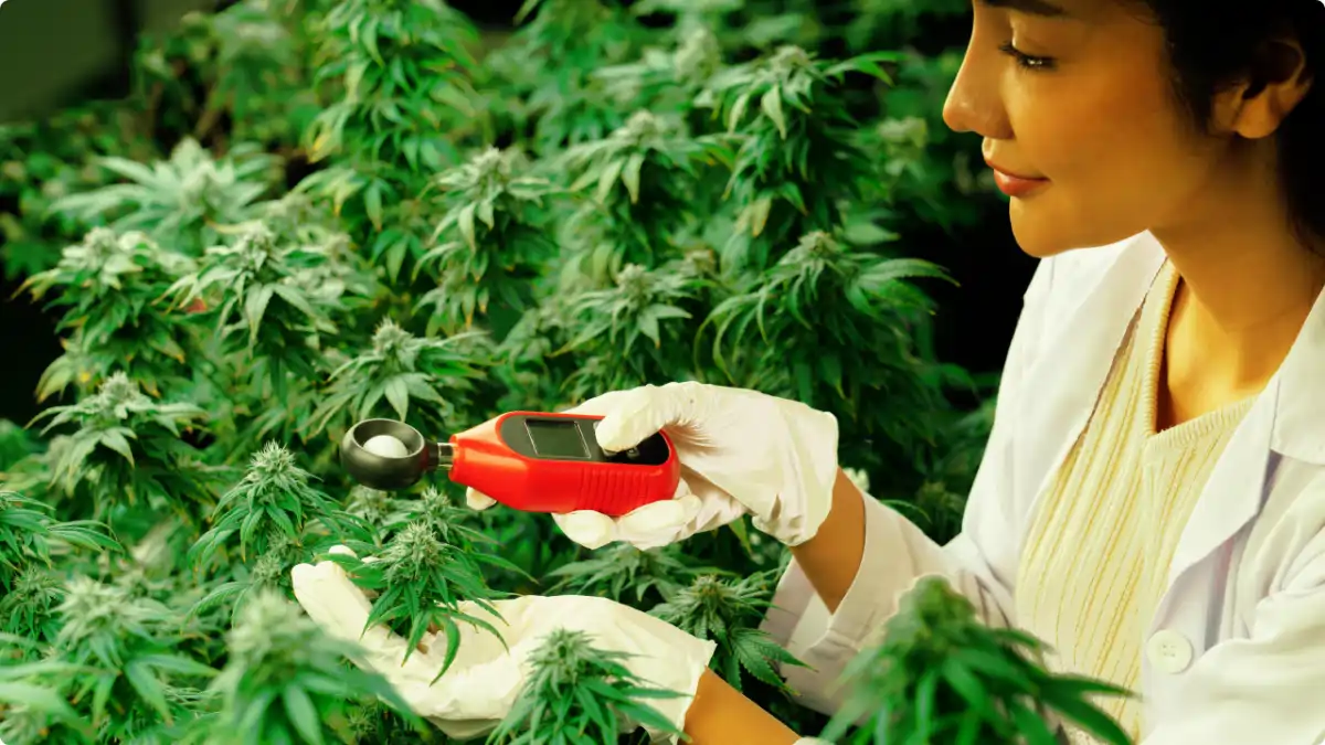 Termo-higrômetro usado em vasos e canteiros. Blog Conversa pronta. Confira!