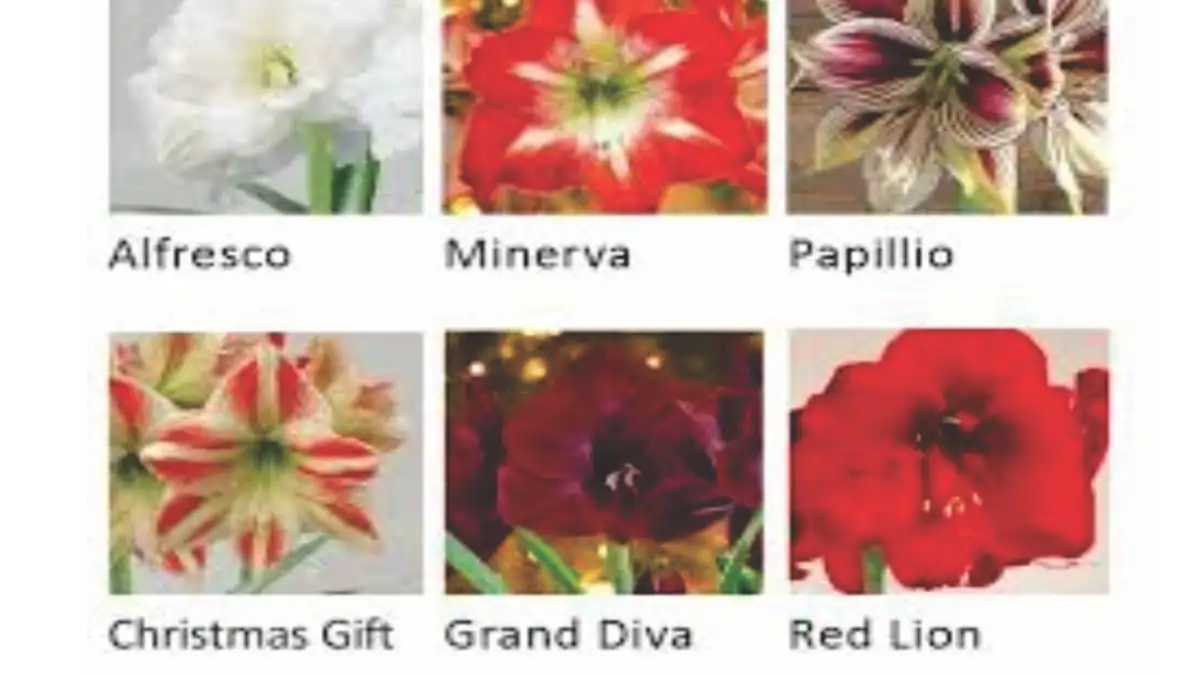 Amarílis Não Floresce? 50 Dúvidas Resolvidas Para 2026 e identificação, no Blog Conversa Pronta.