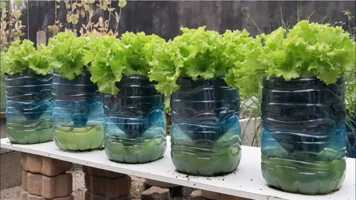 Vaso autoirrigável para plantas maiores, feitos com galão de 5lts, no blog Conversa Pronta.