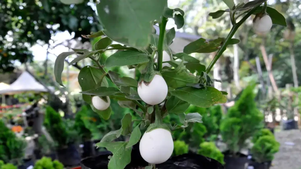 Planta ovo, um pé de ovo em vaso, no blog Conversa Pronta.