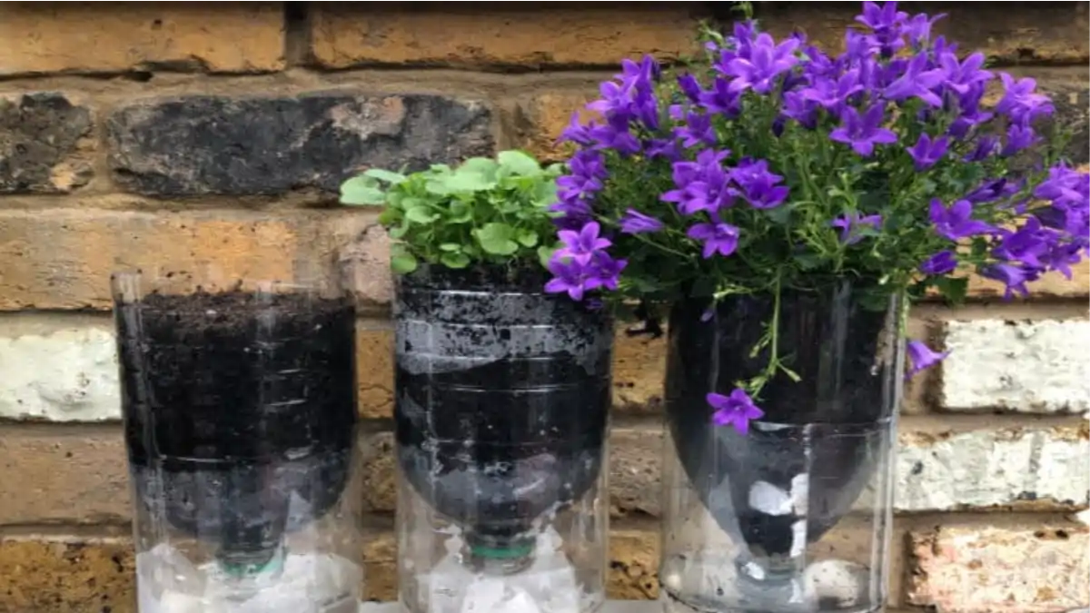 Lindo Vaso pet auto irrigável, as dicas completas estão descritas no blog Conversa Pronta.