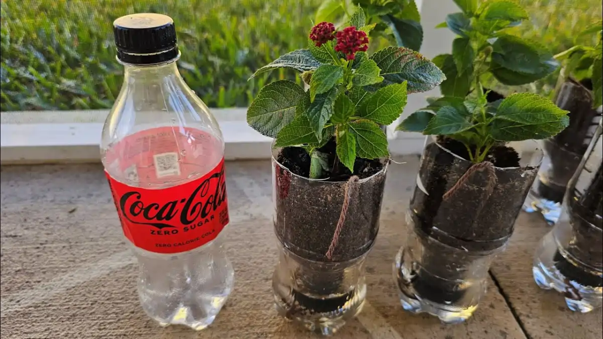 Vaso pet auto irrigável, as dicas completas estão descritas no blog Conversa Pronta.