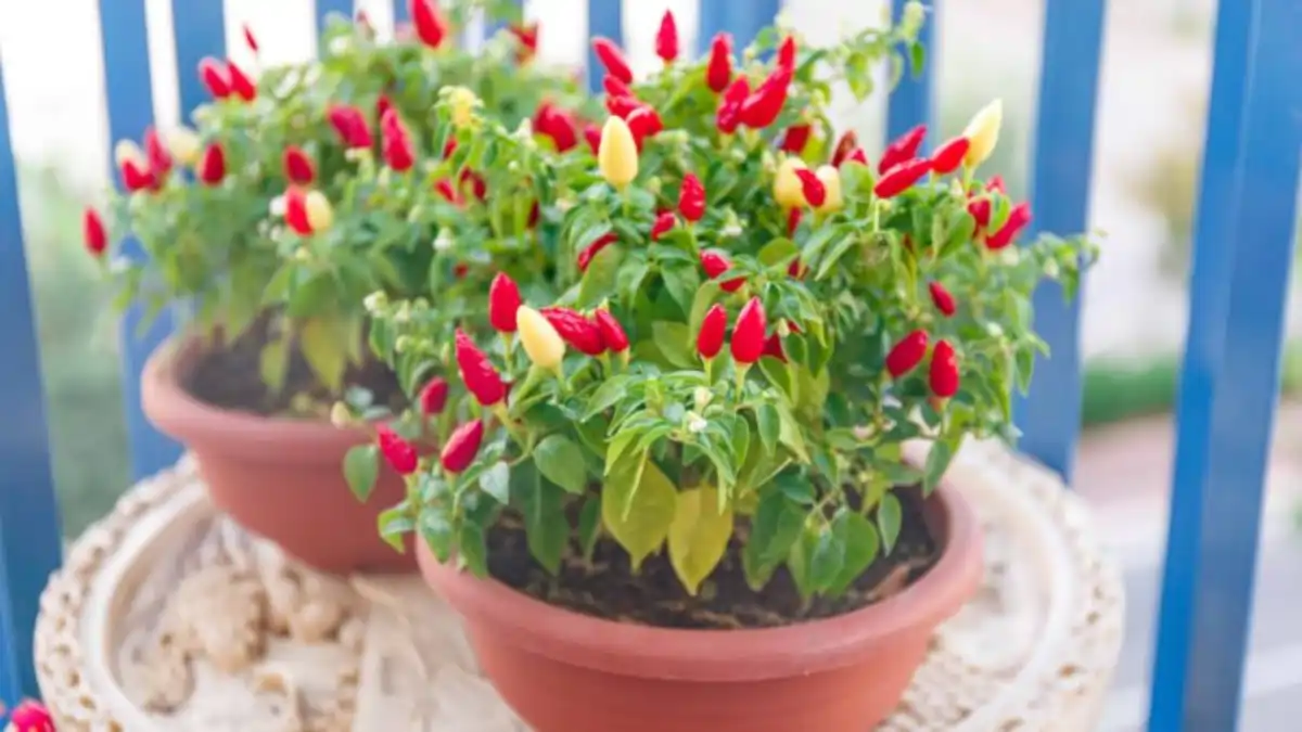 Como plantar pimenta em vasos. Passo a passo e dicas no blog Conversa Pronta.