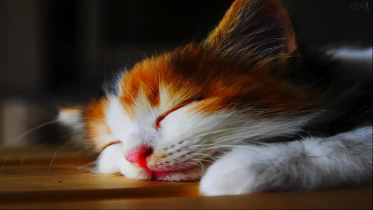 50 Dúvidas sobre gatos em casa, todas respondidas no blog Conversa Pronta.