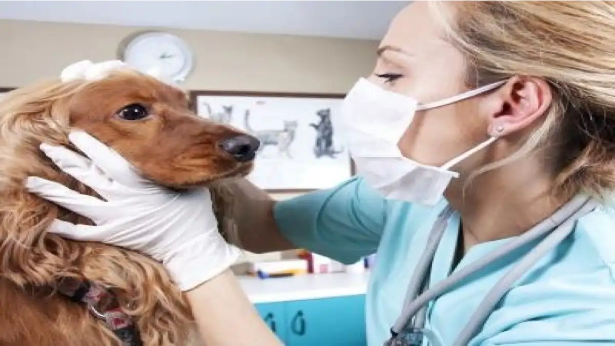 As 50 perguntas sobre os cães respondidas no blog Conversa Pronta. Dicas completas.