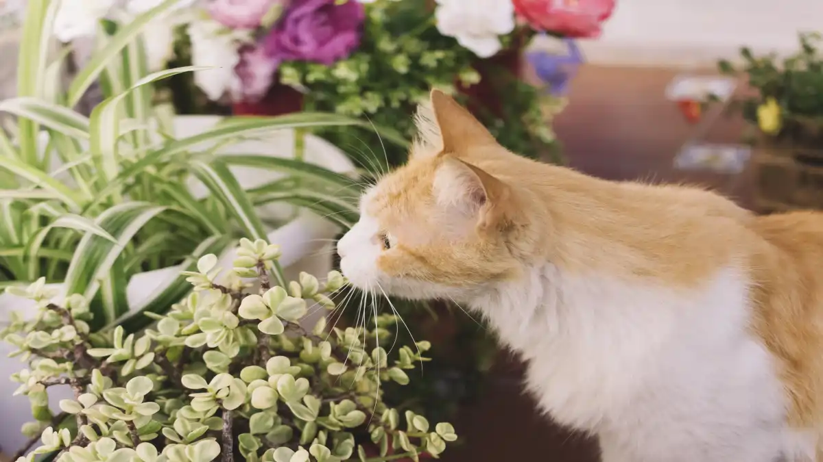 15 Plantas tóxicas para cães e gatos detalhadas no blog Conversa Pronta.