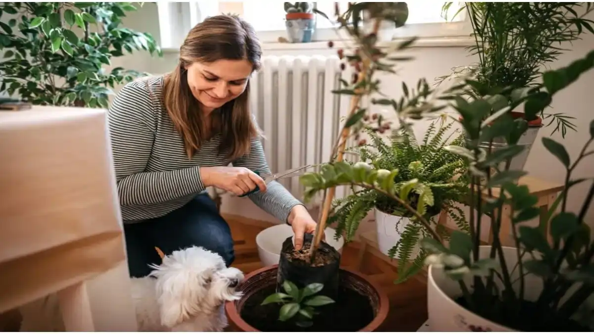 Plantas tóxicas para cães e gatos com passo a passo no blog Conversa Pronta.