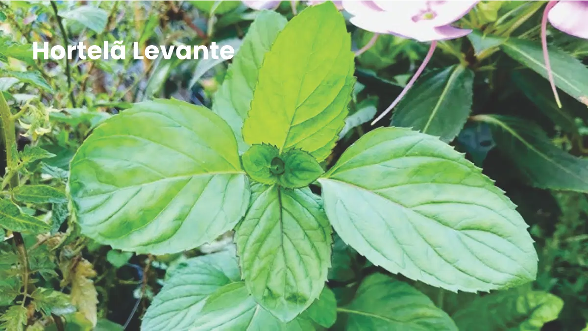 Hortelã Levante, uma das variedades no passo a passo do blog Conversa Pronta.