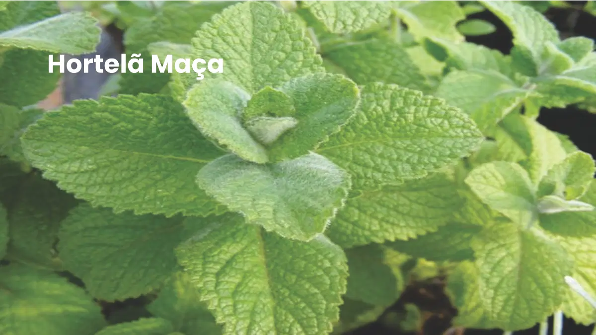 Hortelã maçã, uma das variedades no passo a passo do blog Conversa Pronta.