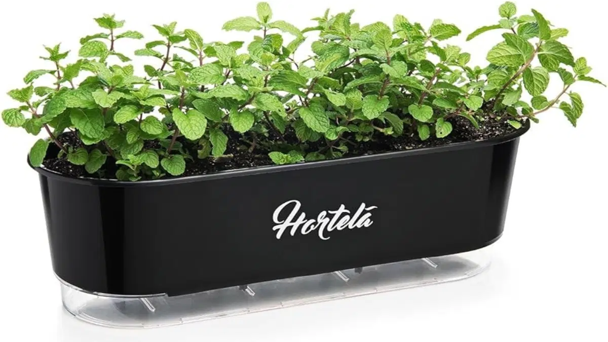 Hortelã em jardineira, uma das variedades no passo a passo do blog Conversa Pronta.