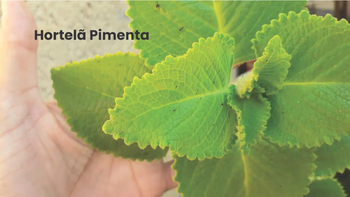 Hortelã Pimenta, uma das variedades no passo a passo do blog Conversa Pronta.