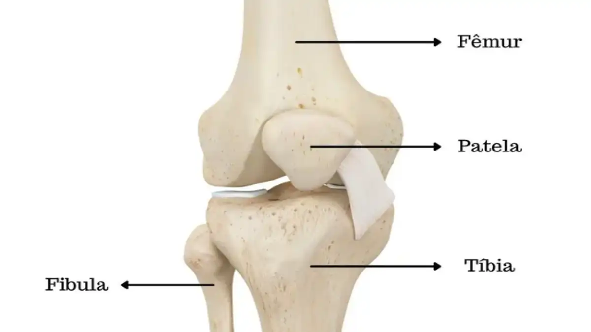 Joelhos saudáveis com dicas e passo a passo no blog Conversa Pronta. A anatomia do joelho.