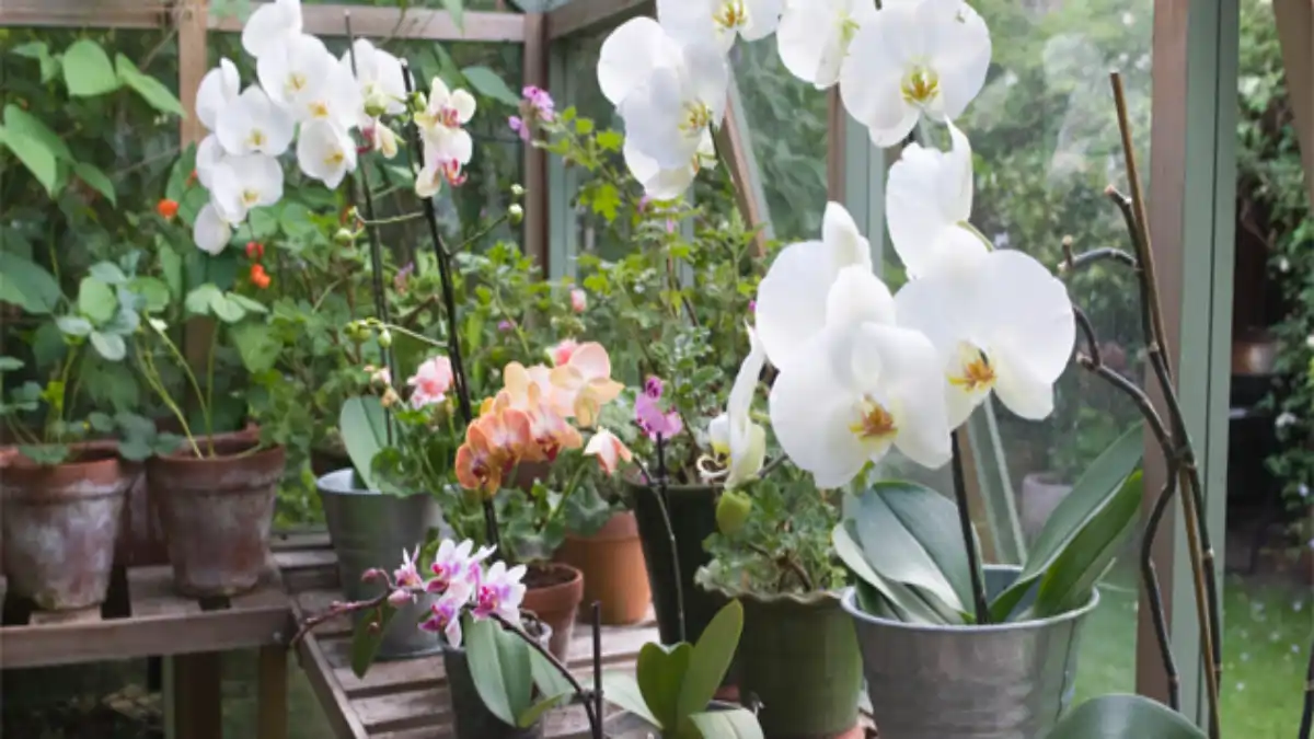 Orquídeas em casa e todos os segredos para um cultivo de sucesso, no blog Conversa Pronta.