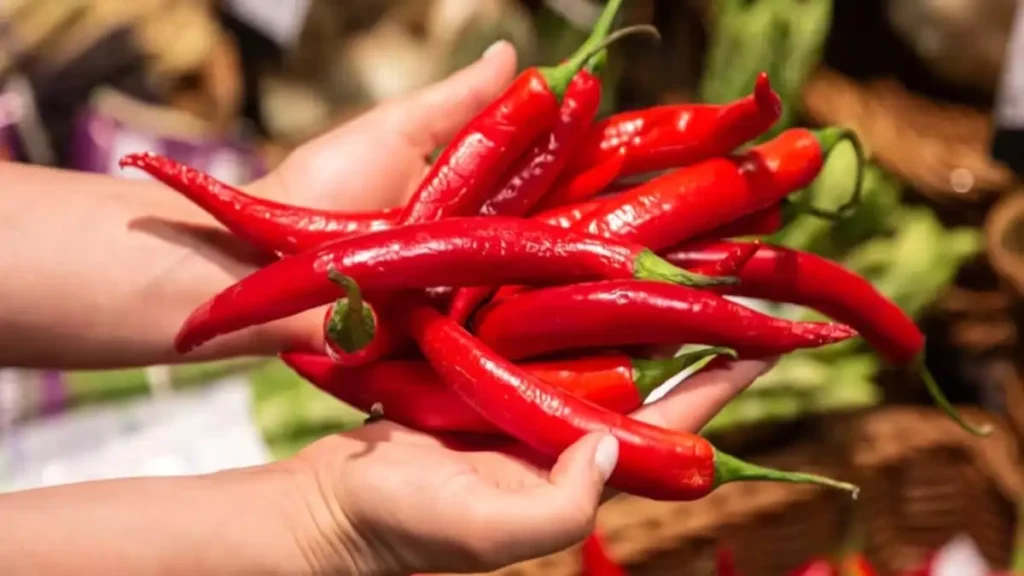 Pimentas brasileiras com um guia completo no blog Conversa Pronta.