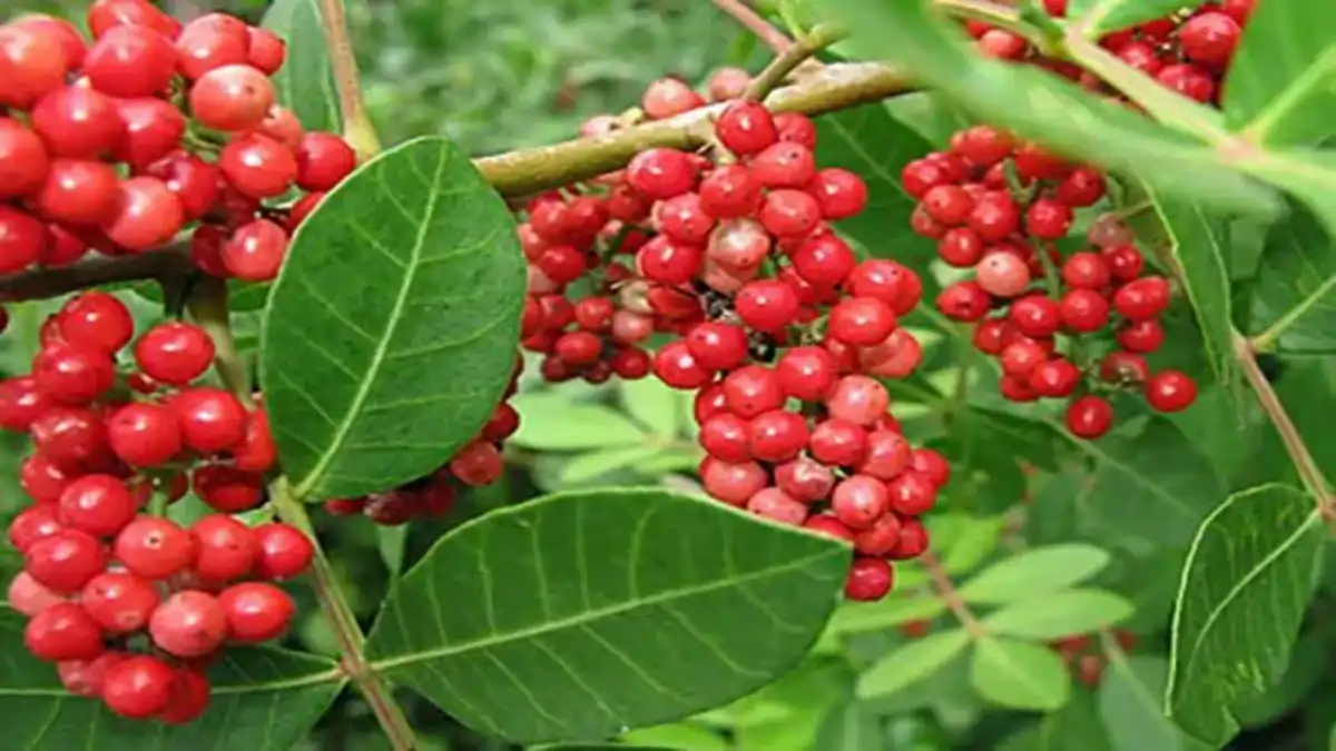 Pimentas brasileiras com um guia completo no blog Conversa Pronta. Pimenta rosa.