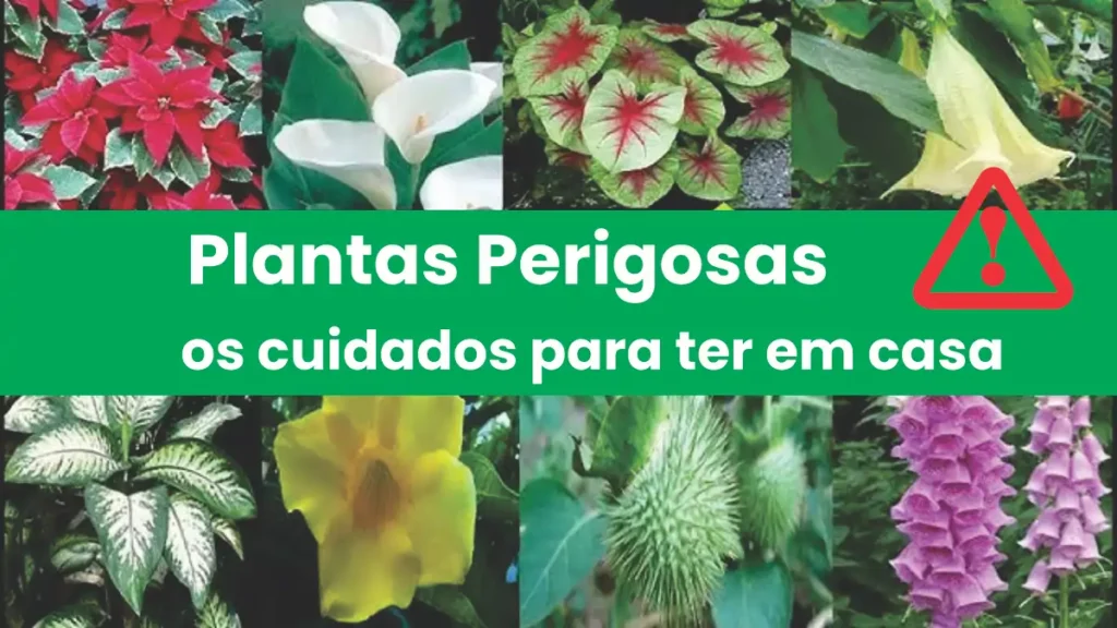 plantas caseiras perigosas no blog Conversa Pronta.