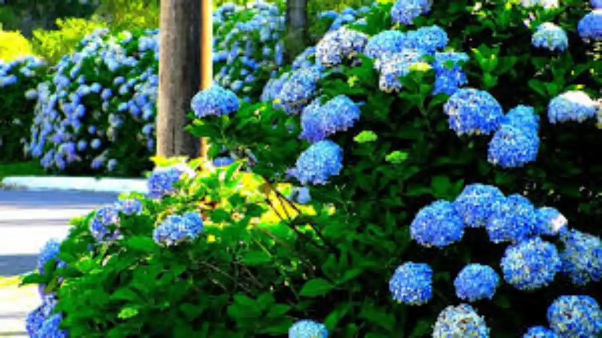 Plantas caseiras perigosas, hortência, no blog Conversa Pronta.