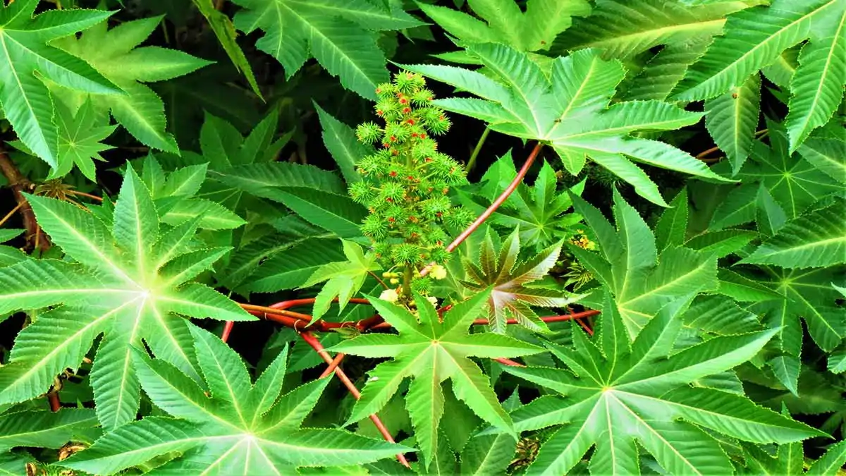 Plantas caseiras perigosas, mamona, no blog Conversa Pronta.