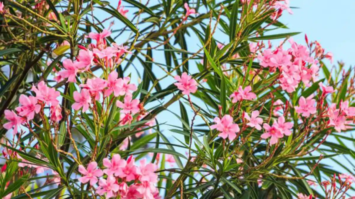 Plantas caseiras perigosas, oleandro, no blog Conversa Pronta.