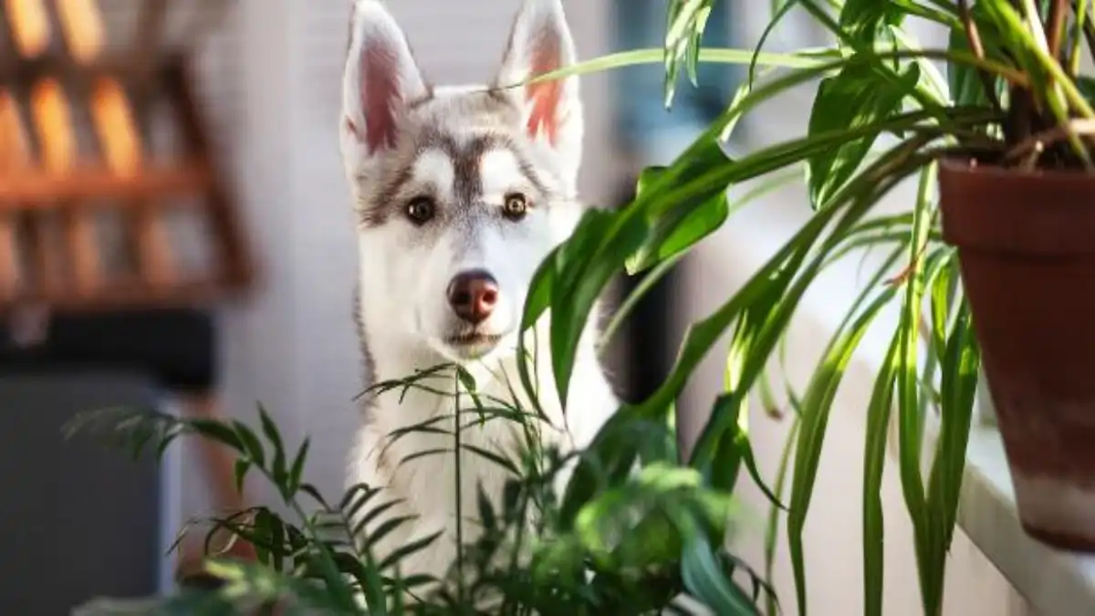 As Plantas tóxicas para cães e gatos detalhadas no blog Conversa Pronta.