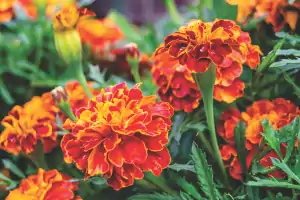 Plantas para venda rápida e com lucro certo estão no blog Conversa Pronta. Confira!