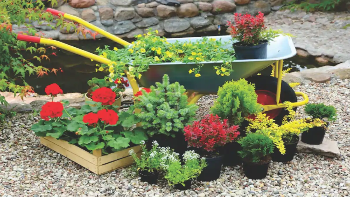 As 10 plantas mais vendidas estão no blog Conversa Pronta.