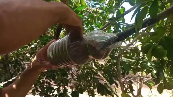 Mão de uma pessoa fazendo uma alporquia usando uma garrafa pet para obter muda de uma planta. O passo a passo está no blog Conversa Pronta.