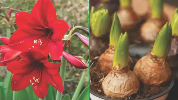 Flores da amarílis vermelha e seus bulbos germinando. Dicas no blog Conversa Pronta.