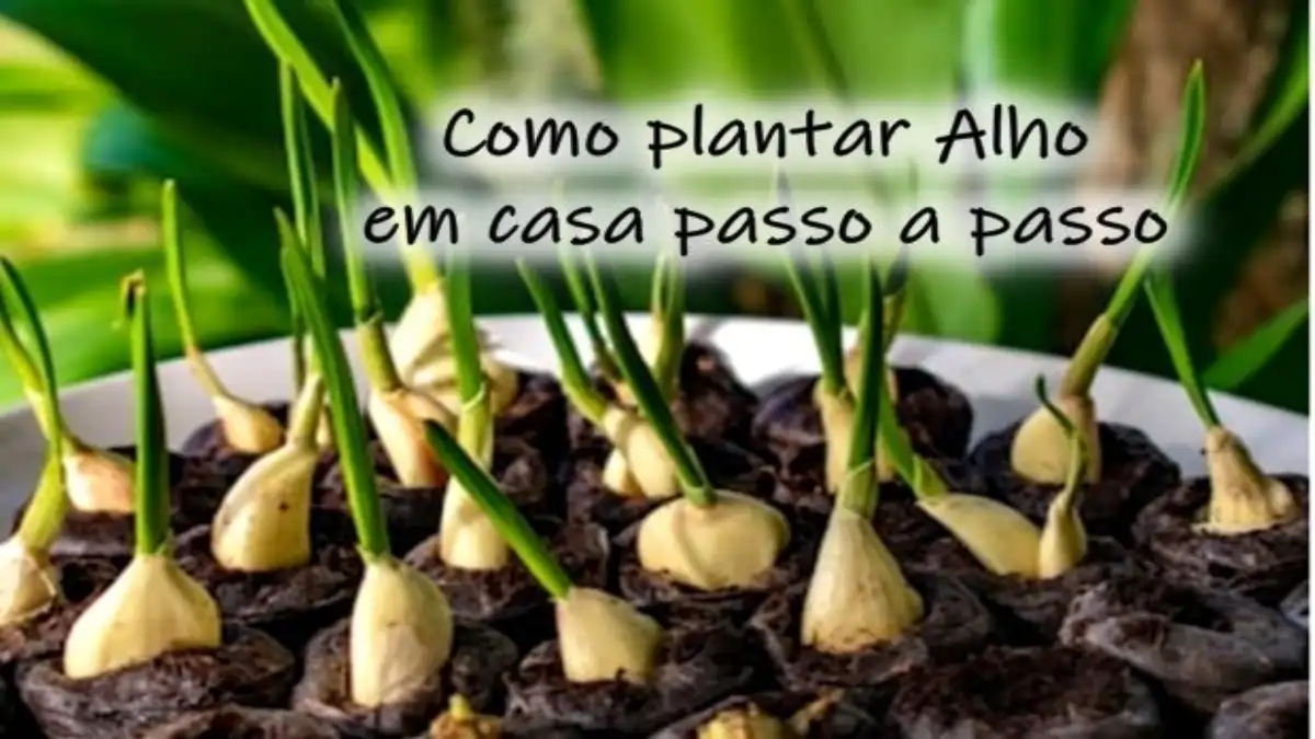 Como plantar alho com sementes, em um vaso, no blog Conversa Pronta. 
