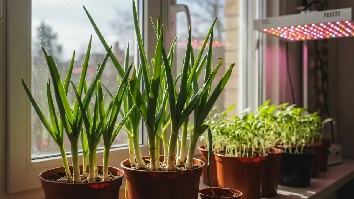 varias mudas de alho em vasos na janela no blog Conversa Pronta.