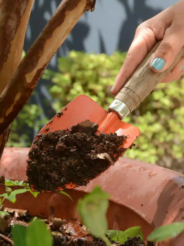 O cultivo e cuidados com a adubação das plantas no blog Conversa Pronta.