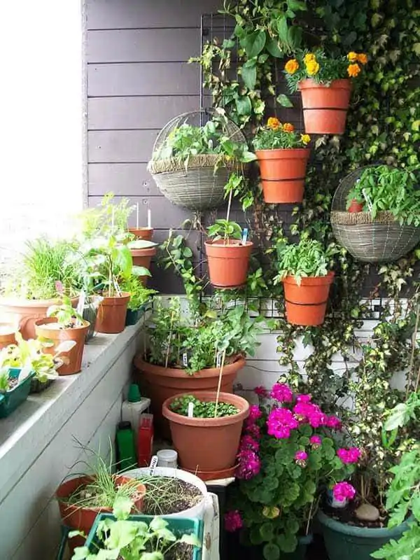 O cultivo e cuidados em pequenos espaços de casas e apartamentos, no blog Conversa Pronta.