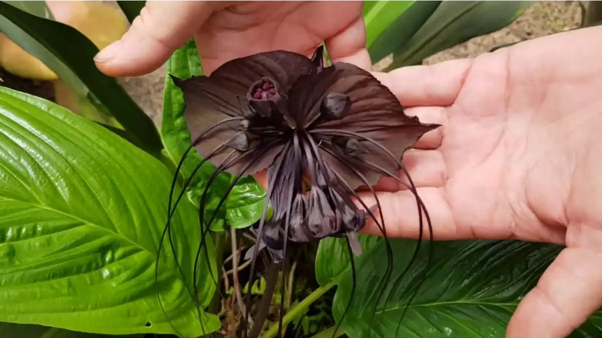 Mãos segurando a flor negra da planta morcego no blog Conversa Ponta.
