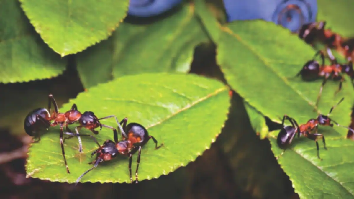 A formiga em apartamentos, como chegam lá. Dicas no blog Conversa Pronta.