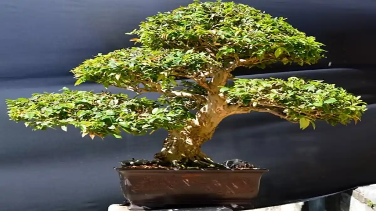 Meu primeiro bonsai de jabuticaba está no blog Conversa pronta.