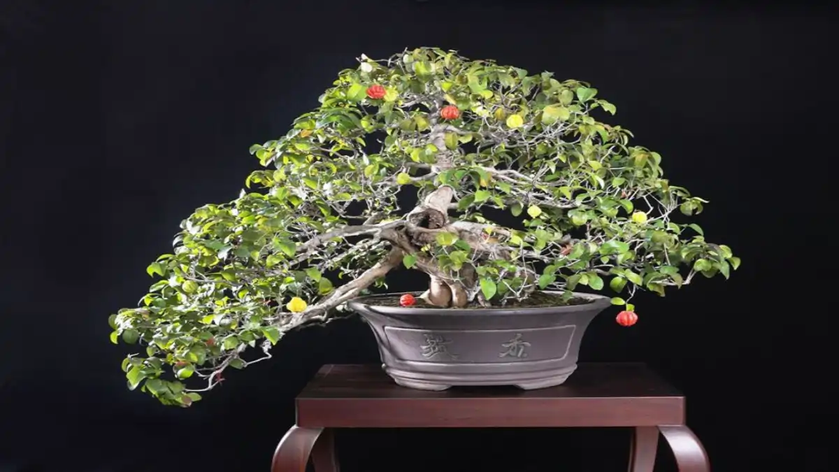 Meu primeiro bonsai de pitanga está no blog Conversa pronta.